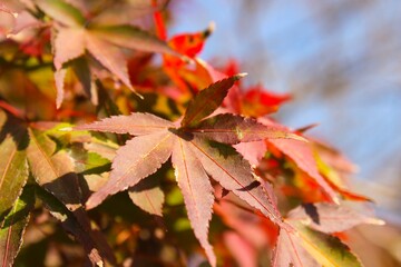 Japanese Maple Leaf