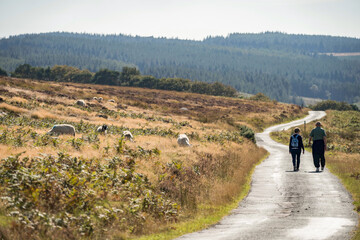 Two people on trip with sheep everywhere. Goathland is a village and civil parish in the Scarborough district of North Yorkshire, England.