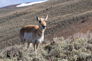 pronghorn antelope in Yellowstone National Park - obrazy, fototapety, plakaty