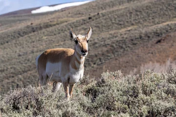 Gordijnen pronghorn antelope in Yellowstone National Park © Tanja