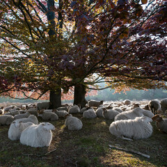 flock of sheep rests in shadow of large beech tree