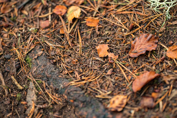 Autumn brown leafs on road, detail view. The Fall of Foyers turistic place.