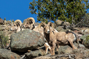 bighorn sheep on the rocks