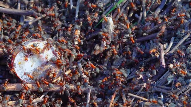 Colony Big red ant attacking a large clam.
