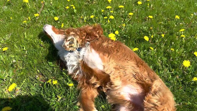 Cocker Spaniel dog wallowing in the grass of a park