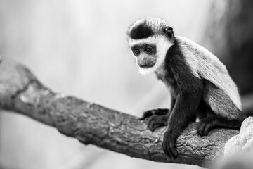 Young Mantled guereza, colobus guereza, Abyssinian black-and-white colobus.