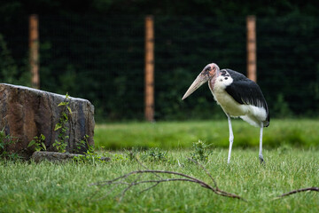 Marabou stork walking through the grass.