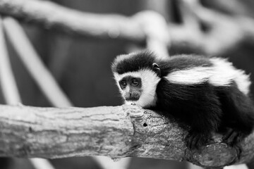 Cute Mantled guereza, colobus guereza, Abyssinian black-and-white colobus. Guereza lies on the branches.