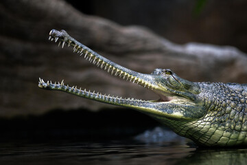 The gharial (Gavialis gangeticus), also known as the gavial, is a crocodilian in the family...