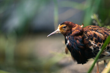 Brown bird with blur backround.