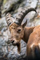 Portrait of West-Caucasian Ibex male animal.
