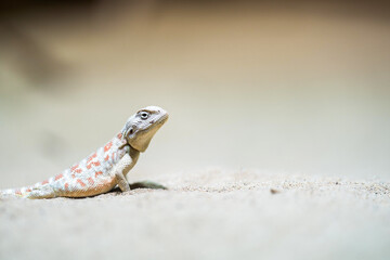 A shovel-snouted lizard (Meroles anchietae) on a sand dune