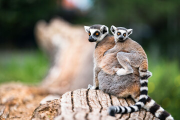 Naklejka na ściany i meble Lemur catta baby on the mother's backLemur catta baby and motherLemur Catta.