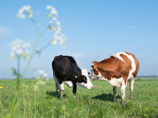 spotted red and black cows in meadow with spring flowers