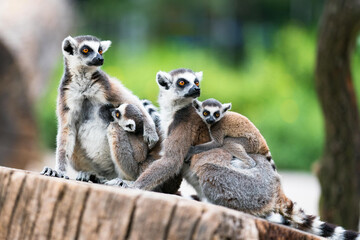 Tailed lemur (Lemur catta) family of lemurs sitting on a branch - obrazy, fototapety, plakaty