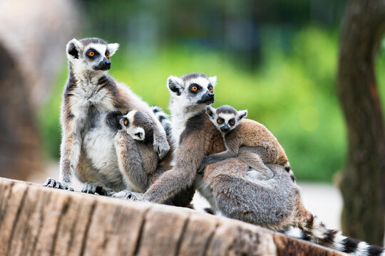 Tailed lemur (Lemur catta) family of lemurs sitting on a branch