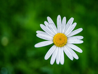 One chamomile flower. Daisy against a background of green grass. Top view, close up flower. 