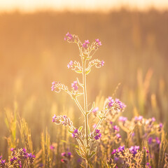 Obraz premium Beautiful summer wildflowers growing in the meadow during sunrise hours. Rural scenery of Northern Europe.