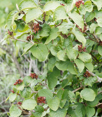 Viburnum carlesii |  Korea-Schneebal. Kleine Strauch aus Korea mit spitz zulaufenden Blättern mit einem fein gesägten Blattrand und dunkelbraune unreife Früchte