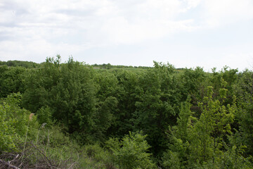 flower, spring, nature, blue, plant, green, purple, flowers, meadow, summer, bloom, macro, beautiful, beauty, blossom, grass, flora, garden, floral, petal, wild, veronica, leaf, closeup, violet