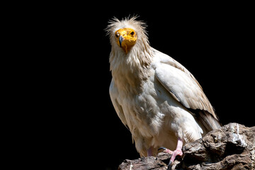 The Egyptian vulture (Neophron percnopterus) on a black background. Also called the white scavenger vulture or pharaoh's chicken.