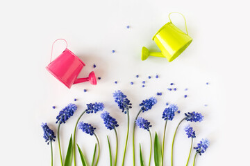 Muscari on white background. Flat lay, top view, copy space