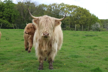 Cream coloured long haired longhorn cow in a field