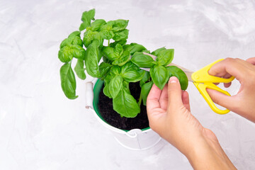 Sweet basil harvesting