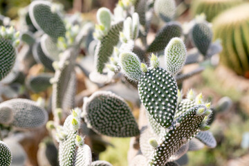 Spiky Cactus landscape, field. Garden of flower.Cactus planted in a botanical garden, desert valley.beavertail cactus