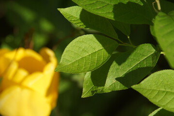yellow leaves of a tree