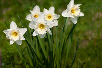 a group of blooming large-crowned daffodils