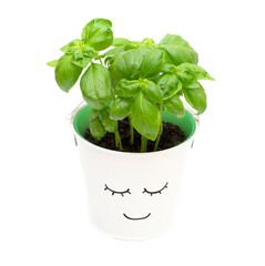 Fresh basil in a bucket with a happy face on it isolated on white