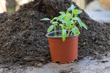 A few pepper seedlings in a single pot -the first leaves - ready for repotting. Concept of growing pepper from seed