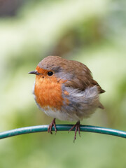 A robin (Erithacus rubecula) perched on a feeder at Fairburn Ings, a RSPB Nature Reserve in Leeds, West Yorkshire