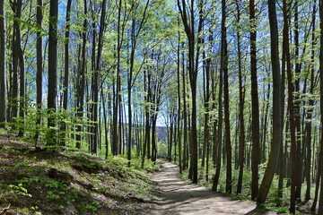 Forest trail scene. Woodland path in springtime