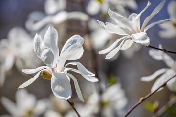 Fototapeta na wymiar Beautiful white magnolia flowers on blurred background, springtime outdoor background