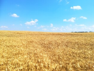Wheat field under blue sky