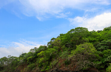 Fototapeta na wymiar Blue sky and trees in Pedasí 