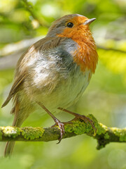 at Fairburn Ings, a RSPB Nature Reserve in Leeds, West Yorkshire