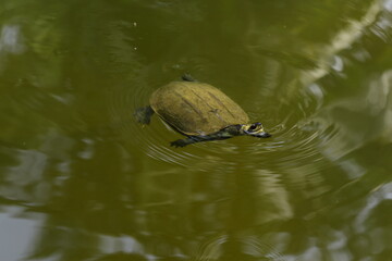 Obraz premium turtle swimming in the water