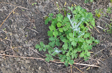 Chelidonium majus medicinal plant with many benefits, growing in the nature