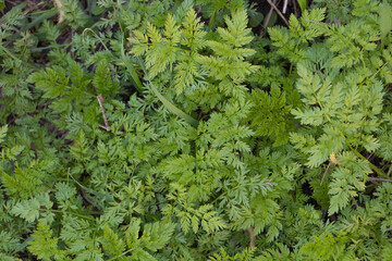 Weeds grown vigorously in spring time, textured