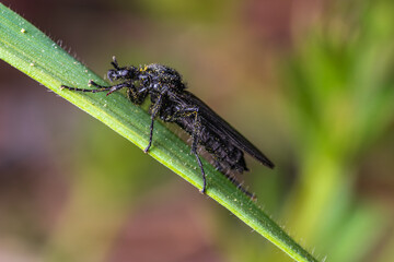 hawthorn fly on green leaf