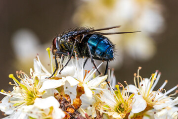 carrion fly on cherry blossom