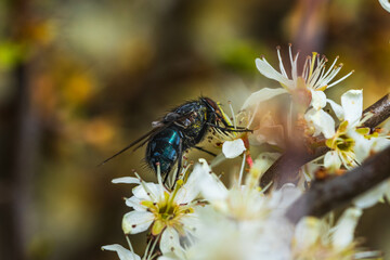 carrion fly on cherry blossom