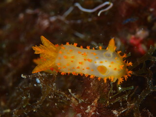 Close-up of a mediterranean sea slug