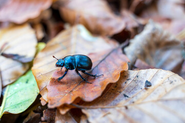dung beetle on foliage