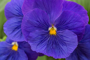 Vibrant Blue Pansy macro with  yellow middle blurred background.