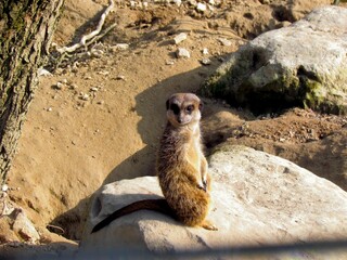suricate