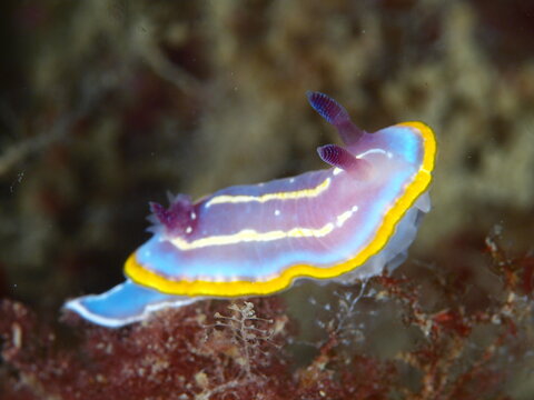 Close-up of a mediterranean sea slug